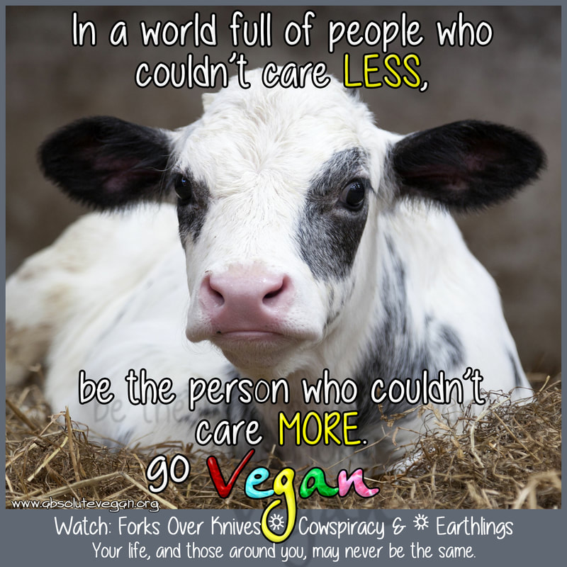 Picture of a sweet calf with text: In a world full of people who couldn't care less, be the person that couldn't care more? Go vegan.