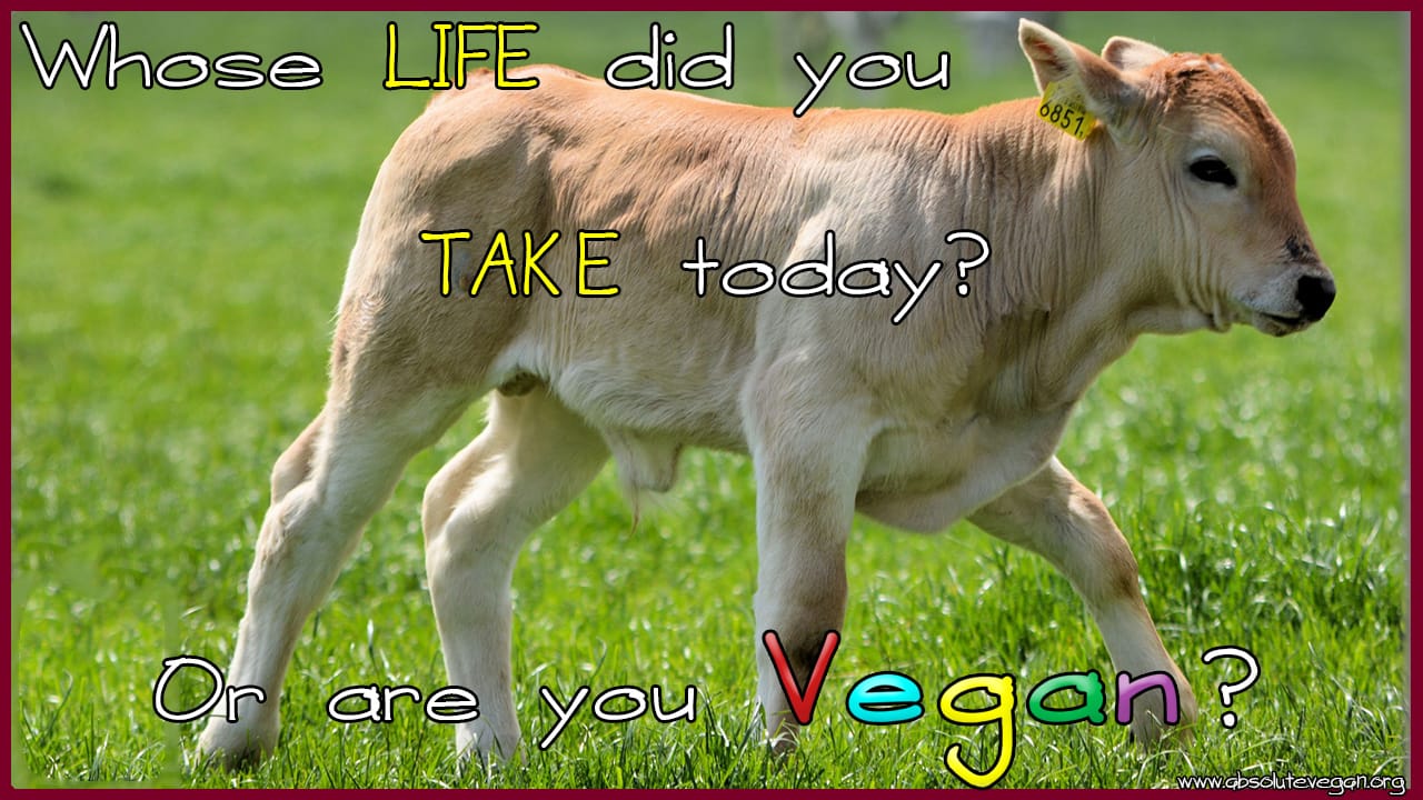 Slideshow Screensaver by Absolute Vegan.  Download and use! Whose Life did you Take today? Or are you Vegan?